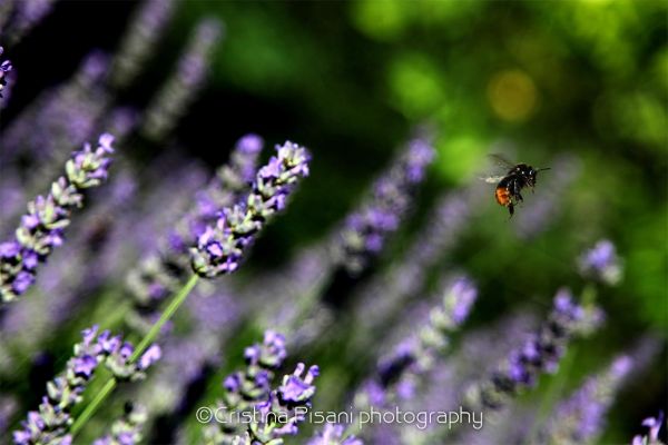 04-cristina-pisani-nature0846FB4B-1C08-80FE-DD2D-5F8CD5962375.jpg