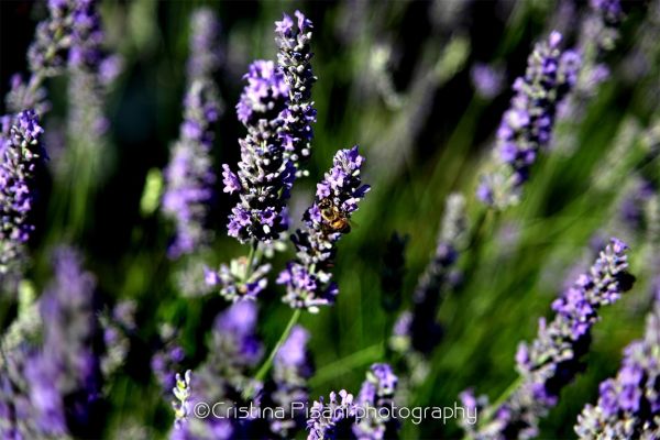 06-cristina-pisani-nature62C906DB-2021-3209-6807-845C03C2C727.jpg