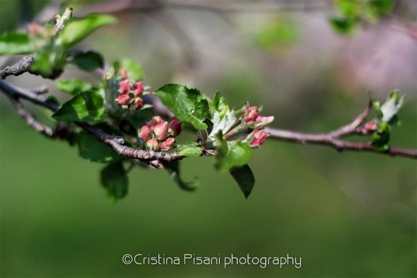 11-cristina-pisani-nature86ED3BEF-64C7-D42D-ACC4-677850B3CC1D.jpg