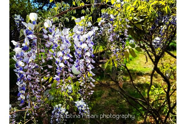 24-cristina-pisani-nature1BC58293-EF7E-0921-43D3-589C91C8037C.jpg